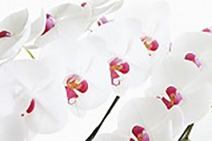 orchid_img001