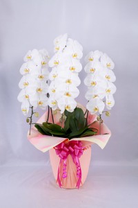 orchid_img002