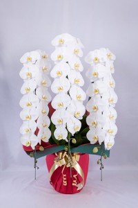 orchid_img003