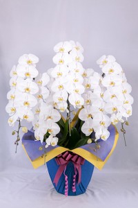 orchid_img004