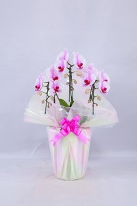 orchid_img005