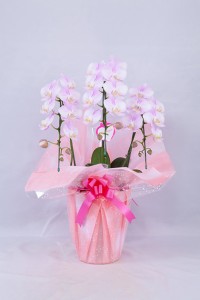 orchid_img006